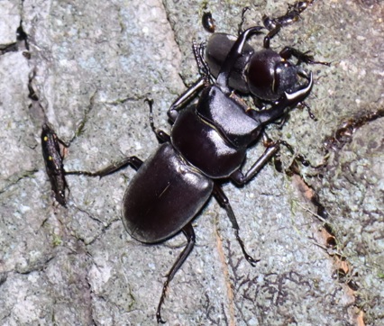 コクワガタのペア(拡大2)_住宅脇の昆虫達の飲み屋のクヌギ_2023年4月28日20時頃 気温18度